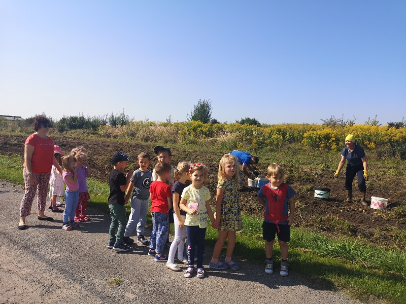 Zdjęcie przedstawia dzieci z grupy Jeżyków podczas obserwacji wykopków ziemniaków.